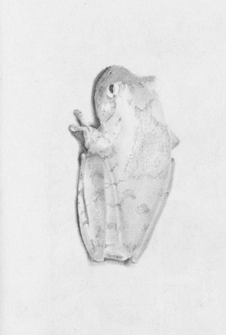 Drawing of Amazon tree frog.
