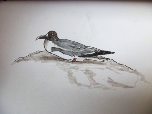 Travel drawing of Galapagos Birds
