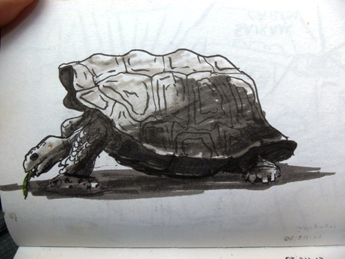 Travel drawing in the Galapagos Islands