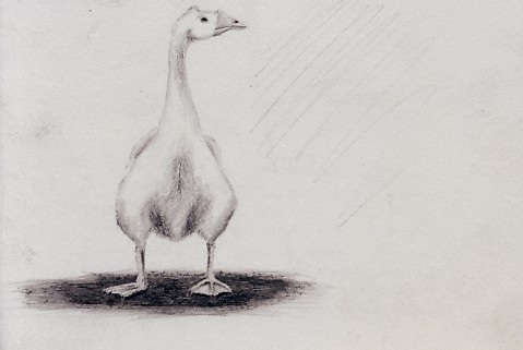 Sketching a Goose in Nicaragua