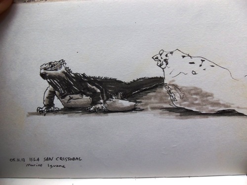 Sketching the Marine Iguanas