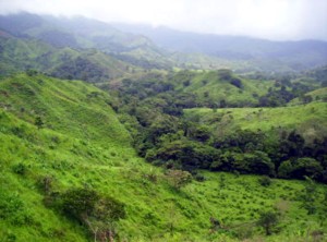 Beautiful green of humid rural Panama.
