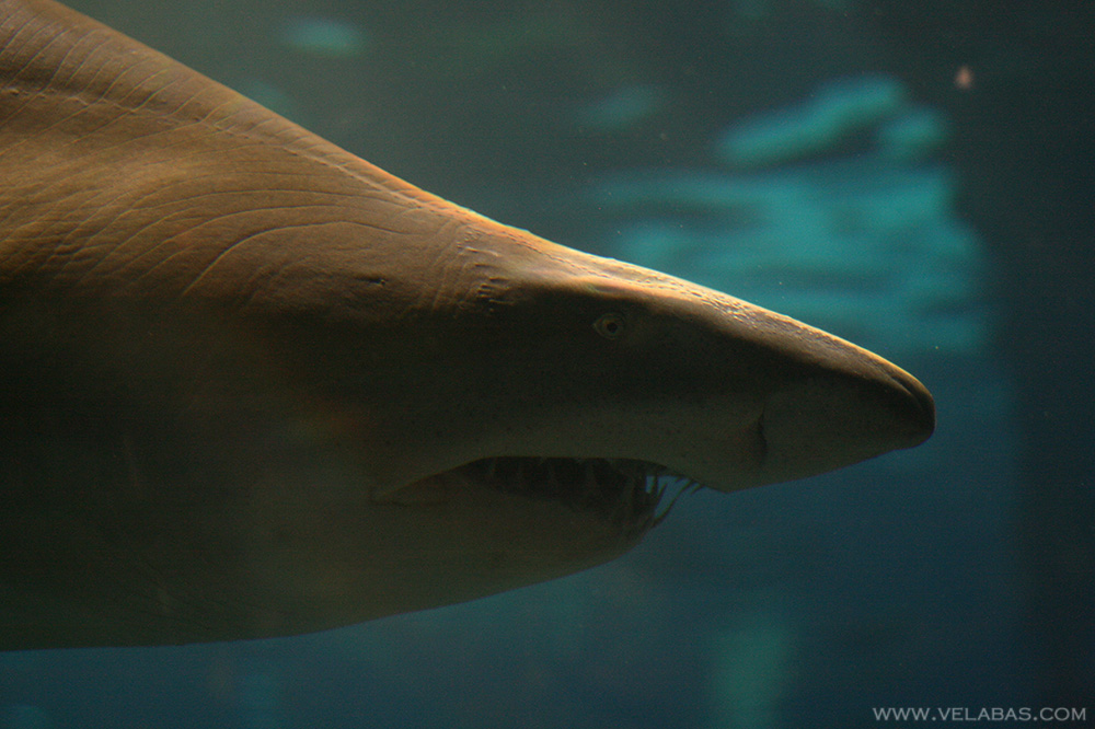 A shark in the Barcelona aquarium
