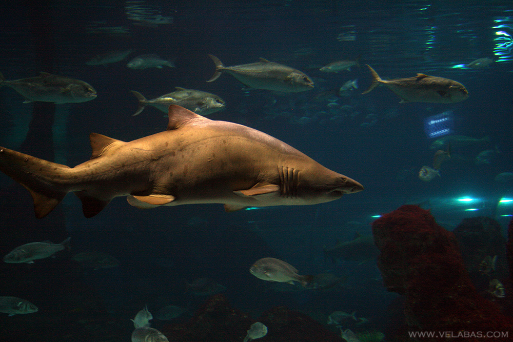 The huge back hump of a shark in captivity in the Barcelona aquarium