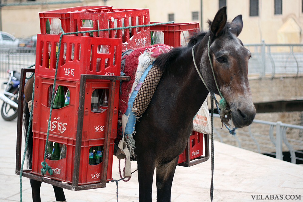 A donkey as transport in the Fes Medina