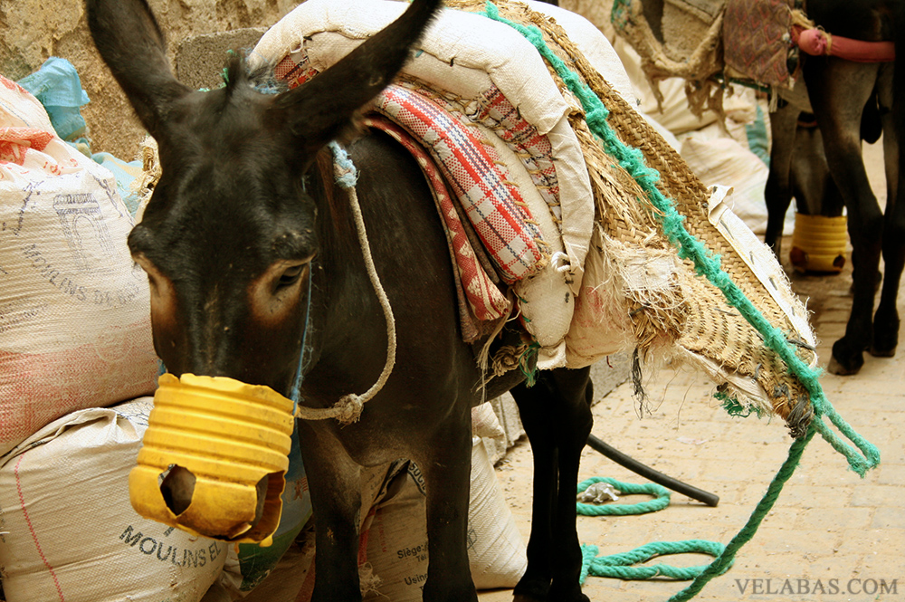 Donkey transportation in the Fez Medina