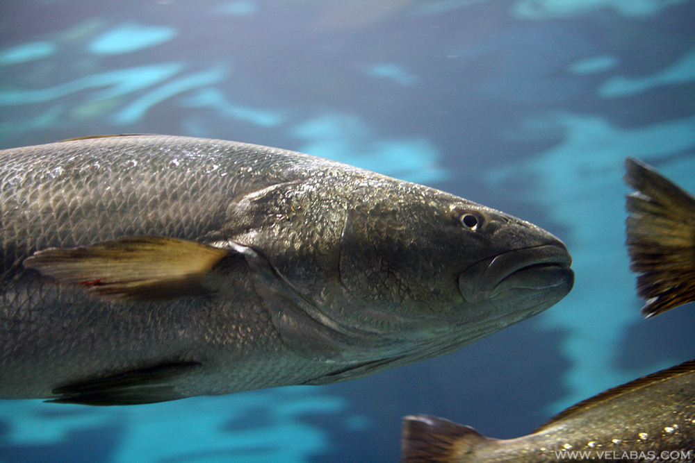 One of the deep sea fish in the Barelona aquarium