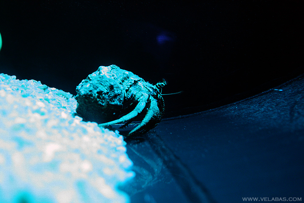 If you visit the Barcelona aquarium, you'll find hermit crabs