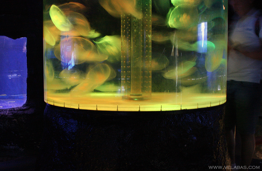 Jellyfish in cool light in BCN aquarium