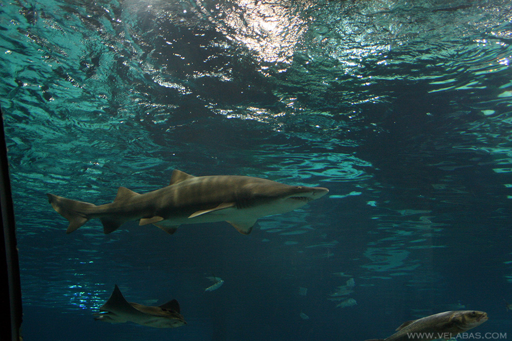 A shark in the Barcelona aquarium
