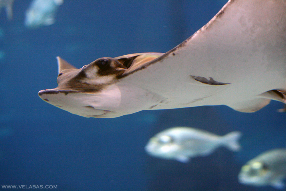 A flying stingray in the BCN aquarium