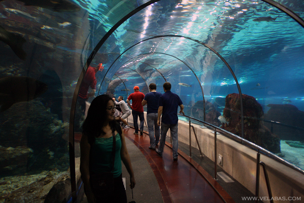 Underwater tunnel in an aquarium in Europe