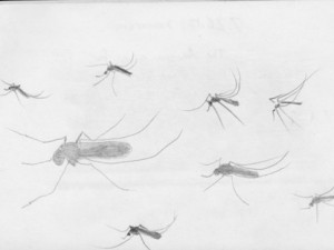A travel sketch of some of the Amazon's evil mosquitoes.