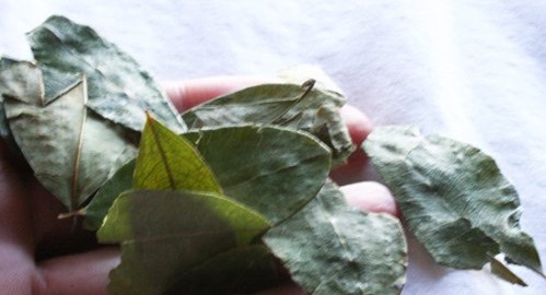 Coca leaves in the Andes.