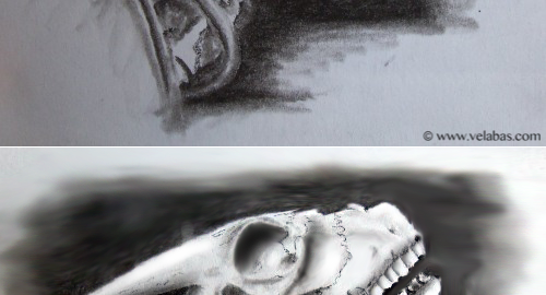 Before and after digital enhancement of a drawing of a goat skull.