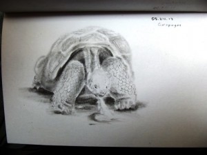 Galapagos Tortoise Drawing