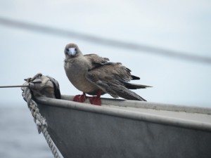 On the sail to San Cristobal, a red-footed boobie landed on Sairam.