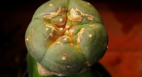 The San Pedro Cactus.