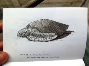Sea turtle drawing in the Galapagos