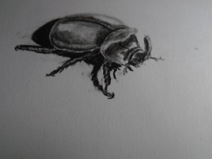 A Sketch of a Bug in Peru