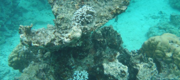 A reef somewhere in the Marina Taina, Tahiti.