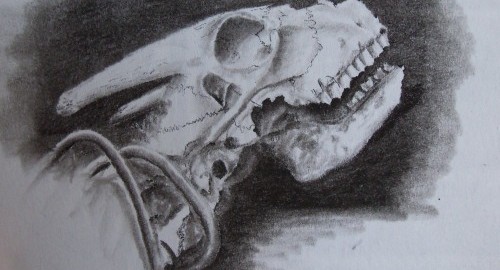 A travel drawing of bones in Chile's Atacama Desert