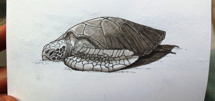 This is a turtle I drew in the Galapagos